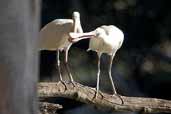 Yellow-billed Spoonbill, Deniliquin, NSW, Australia, March 2006 - click for larger image