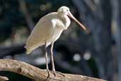 Yellow-billed Spoonbill, Deniliquin, NSW, Australia, March 2006 - click for larger image