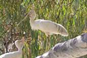 Yellow-billed Spoonbill, Deniliquin, NSW, Australia, March 2006 - click for larger image