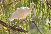 Yellow-billed Spoonbill, Deniliquin, NSW, Australia, March 2006 - click for larger image