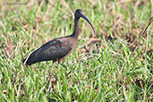 Glossy Ibis, Kakadu, Northern Territory, Australia, October 2013 - click for larger image