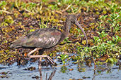 Glossy Ibis, Kakadu, Northern Territory, Australia, October 2013 - click for larger image