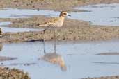 Pacific Golden Plover, The Coorong, SA, Australia, March 2006 - click for larger image