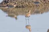 Pacific Golden Plover, The Coorong, SA, Australia, March 2006 - click for larger image