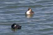 Great Crested Grebe, Lake Menindee, NSW, Australia, March 2006 - click for larger image