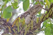 Papuan Frogmouth, Cairns, Queensland, Australia, November 2010 - click for larger image