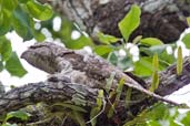 Papuan Frogmouth, Cairns, Queensland, Australia, November 2010 - click for larger image