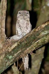 Papuan Frogmouth, Daintree, Queensland, Australia, November 2010 - click for larger image