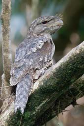 Papuan Frogmouth, Daintree, Queensland, Australia, November 2010 - click for larger image