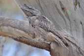 Tawny Frogmouth, You Yangs RP., Victoria, Australia, February 2006 - click for larger image