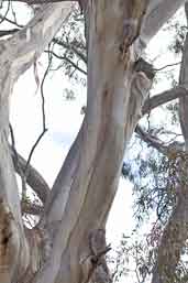 Tawny Frogmouth, You Yangs RP., Victoria, Australia, February 2006 - click for larger image