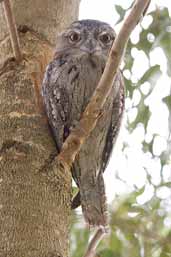 Tawny Frogmouth, Naracoorte, SA, Australia, February 2006 - click for larger image