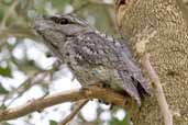 Tawny Frogmouth, Naracoorte, SA, Australia, February 2006 - click for larger image