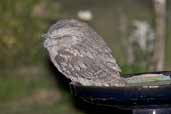 Tawny Frogmouth, Cobargo, NSW, Australia, April 2006 - click for larger image