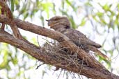 Tawny Frogmouth, Big Crystal Creek, Paluma, Queensland, Australia, December 2010 - click for larger image