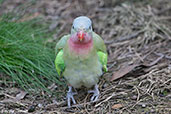 Princess Parrot, Cleland Wildlife Park, South Australia, September 2013 - click for larger image
