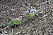 Princess Parrot, Cleland Wildlife Park, South Australia, September 2013 - click for larger image