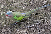 Princess Parrot, Cleland Wildlife Park, South Australia, September 2013 - click for larger image
