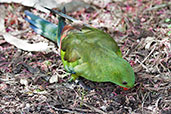 Female Regent Parrot, Cleland Wildlife Park, South Australia, September 2013 - click for larger image
