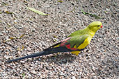 Male Regent Parrot, Cleland Wildlife Park, South Australia, September 2013 - click for larger image