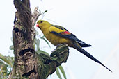 Male Regent Parrot, Cleland Wildlife Park, South Australia, September 2013 - click for larger image