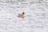 Hoary-headed Grebe, Warnambool Victoria, Australia, February 2006 - click for larger image