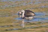 Hoary-headed Grebe, The Coorong, SA, Australia, February 2006 - click for larger image