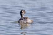 Hoary-headed Grebe, The Coorong, SA, Australia, February 2006 - click for larger image