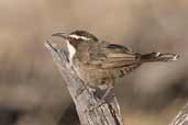 White-browed Babbler, Wyperfield N.P., Victoria, Australia, February 2006 - click for larger image