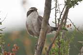 White-browed Babbler, Port Augusta, SA, Australia, March 2006 - click for larger image