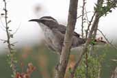 White-browed Babbler, Port Augusta, SA, Australia, March 2006 - click for larger image