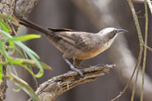 Grey-crowned Babbler, Mareeba, Queensland, Australia, November 2010 - click for larger image