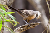 Grey-crowned Babbler, Mareeba, Queensland, Australia, November 2010 - click for larger image