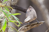 Grey-crowned Babbler, Mareeba, Queensland, Australia, November 2010 - click for larger image