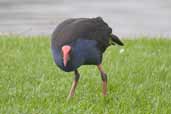 Purple Swamphen, Melbourne, Victoria, Australia, January 2006 - click for larger image