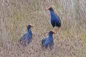 Purple Swamphen, Southport, Tasmania, Australia, February 2006 - click for larger image