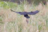 Purple Swamphen, Warrnambool, Victoria, Australia, February 2006 - click for larger image