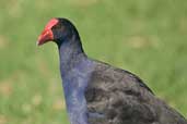 Purple Swamphen, Murramarang N.P., NSW, Australia, March 2006 - click for larger image