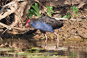 Purple Swamphen, Kakadu, Northern Territory, Australia, October 2013 - click for larger image