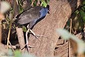 Purple Swamphen, Kakadu, Northern Territory, Australia, October 2013 - click for larger image