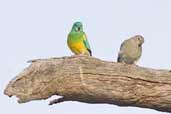 Red-rumped Parrot, Mildura, Victoria, Australia, February 2006 - click for larger image