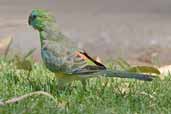 Red-rumped Parrot, Mildura, Victoria, Australia, February 2006 - click for larger image