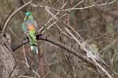 Red-rumped Parrot, Mildura, Victoria, Australia, March 2006 - click for larger image