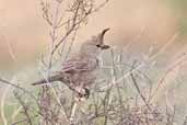 Chirruping Wedgebill, Port Augusta, SA, Australia, March 2006 - click for larger image
