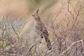 Chirruping Wedgebill, Port Augusta, SA, Australia, March 2006 - click for larger image