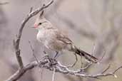 Immature Chirruping Wedgebill, Port Augusta, SA, Australia, March 2006 - click for larger image