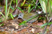 Juvenile Eastern Whipbird, Paluma, Queensland, Australia, December 2010 - click for larger image