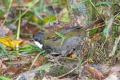 Eastern Whipbird, Paluma, Queensland, Australia, December 2010 - click for larger image