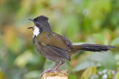 Eastern Whipbird, Paluma, Queensland, Australia, December 2010 - click for larger image