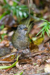 Juvenile Eastern Whipbird, Paluma, Queensland, Australia, December 2010 - click for larger image